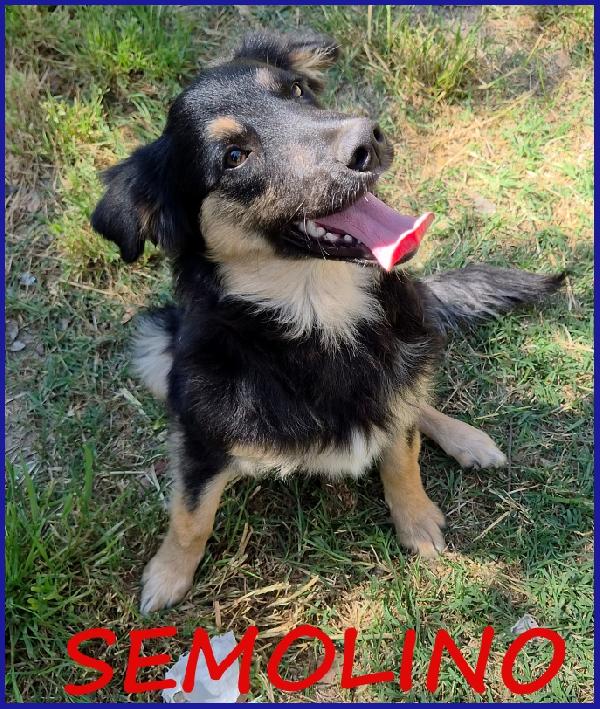 Semolino Cucciolotto 6 Mesi Mix Border...la Sua Famiglia Ha Rinunciato A Lui Ed Ora Ne Cerca Una Nuova Per Sempre!